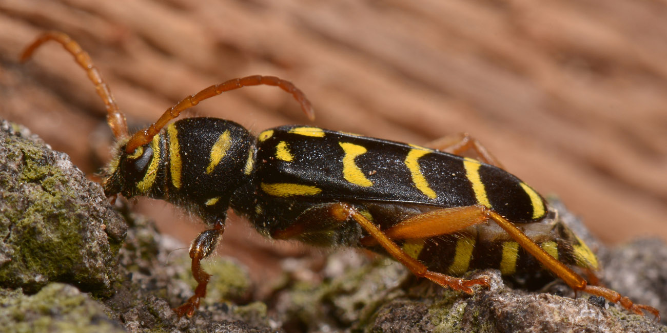 Cerambycidae: Plagionotus arcuatus? S, femmina